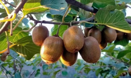 腋窝乳腺癌症状图片高清-权威腋窝乳腺癌症状图片高清平台,分享专业腋下乳腺癌早期图片知识_腋窝乳腺癌症状图片网